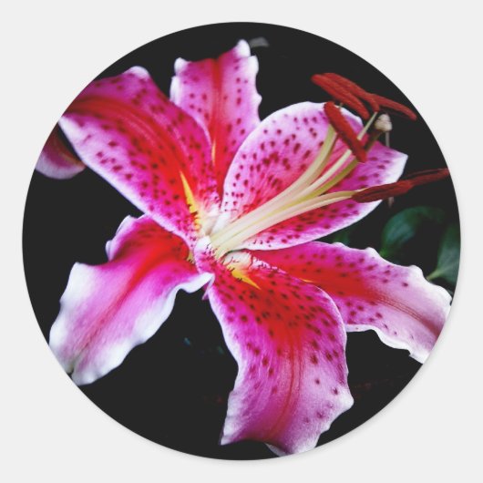 Stargazer Lily Runder Aufkleber (Vorderseite)