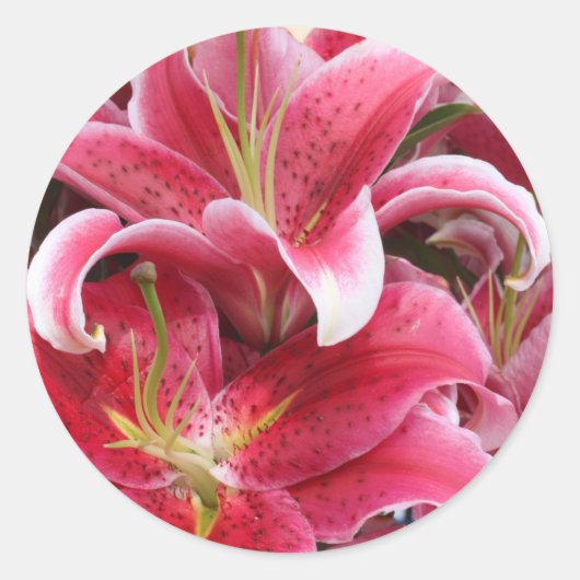 Stargazer Lily Runder Aufkleber (Vorderseite)