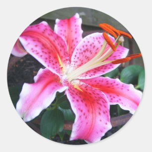 Stargazer Lily Runder Aufkleber