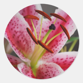 Stargazer Lily Sticker