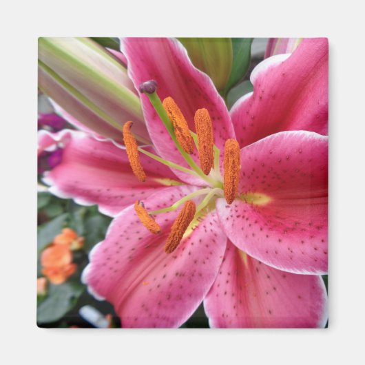 Stargazer Magnet (Vorne)