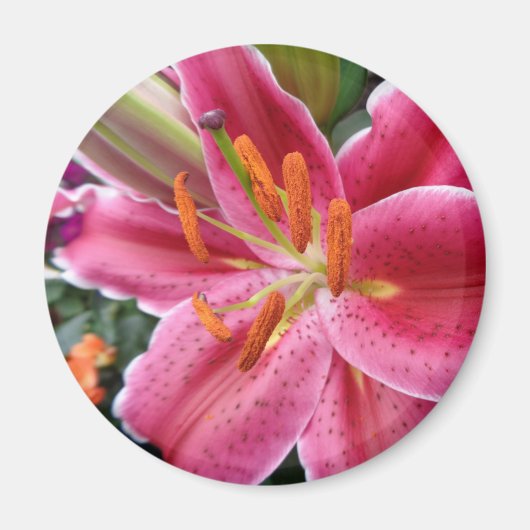 Stargazer Magnet (Vorne)