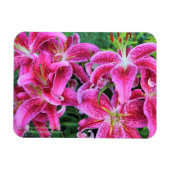 Stargazer Oriental Lilies Magnet (Horizontal)
