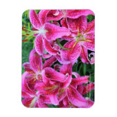Stargazer Oriental Lilies Magnet (Vertikal)