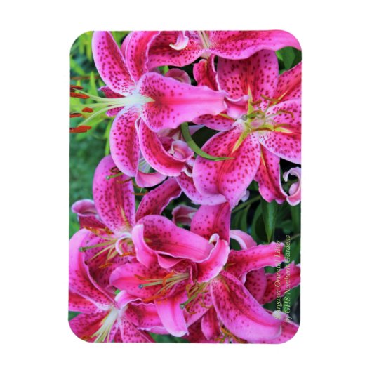 Stargazer Oriental Lilies Magnet (Vertikal)
