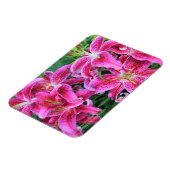 Stargazer Oriental Lilies Magnet (Linke Seite)