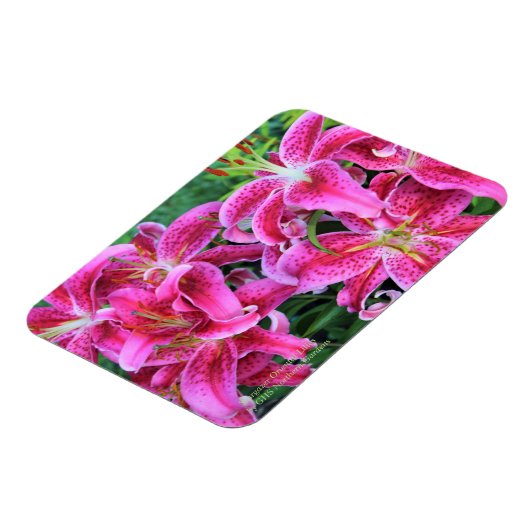 Stargazer Oriental Lilies Magnet (Linke Seite)