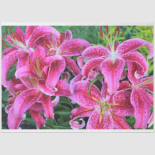 Stargazer Oriental Lilies, vollständige Blume Seidenpapier