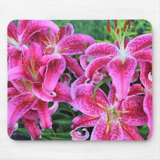 Stargazer-Orientale-Lilien Mousepad (Vorne)