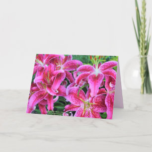 Stargazer Pink Oriental Lilies Grußkarten Karte