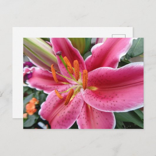 Stargazer Postkarte (Vorne/Hinten)