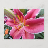 Stargazer Postkarte (Vorderseite)