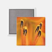 Stargazer Stamen Magnet (Vorderseite/Rückseite)