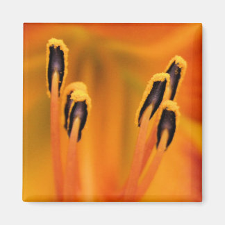 Stargazer Stamen Magnet