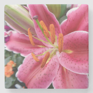 Stargazer Steinuntersetzer