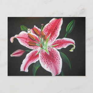 Stargazerlilie Postkarte