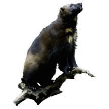 Stargazing Wolverine Fotoskulptur