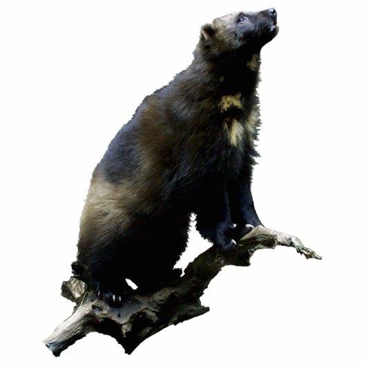 Stargazing Wolverine Fotoskulptur (Vorne)