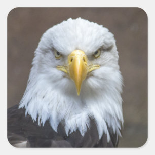 Staring Bald Eagle Quadratischer Aufkleber