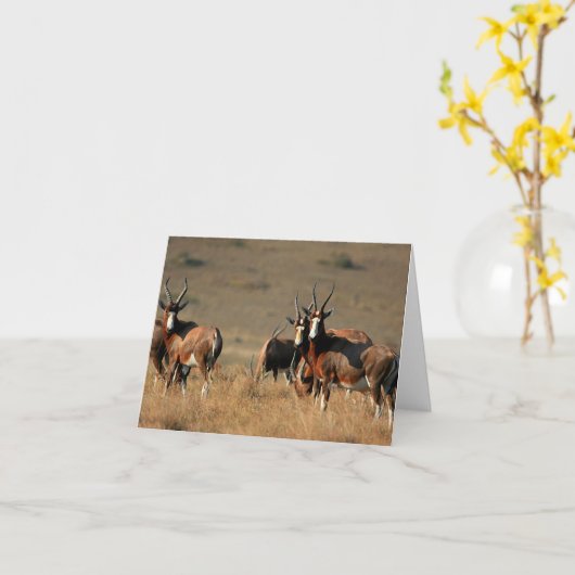 Staring blesbok note card karte (Gelbe Blume)