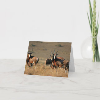Staring blesbok note card karte