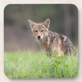 Staring Brown Coyote auf einem Feld Getränkeuntersetzer (Vorderseite)
