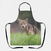 Staring Brown Coyote auf einem Feld Schürze (Vorderseite)