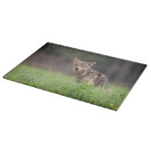 Staring Brown Coyote Fotografie, auf dem Feld Schneidebrett (Ecke)