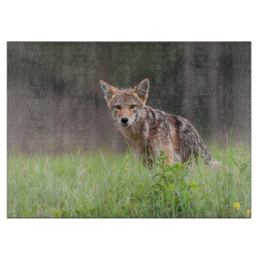 Staring Brown Coyote Fotografie, auf dem Feld Schneidebrett (Vorderseite)