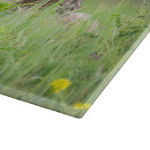 Staring Brown Coyote Fotografie, auf dem Feld Schneidebrett (Ecke)