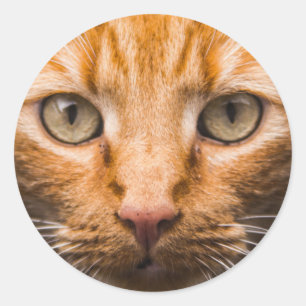 Staring Cat Aufkleber