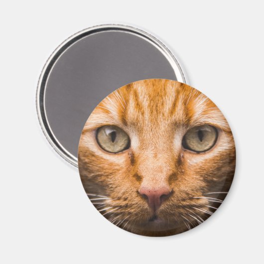 Staring Cat Magnete Magnet (Vorderseite/Rückseite)