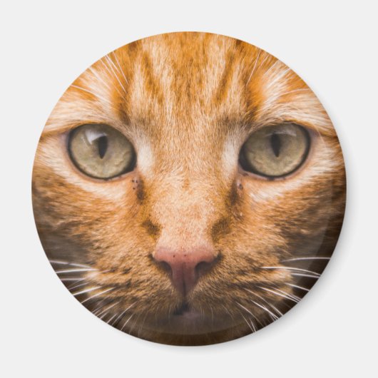Staring Cat Magnete Magnet (Vorne)