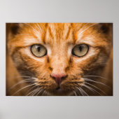 Staring Cat Poster (Vorne)