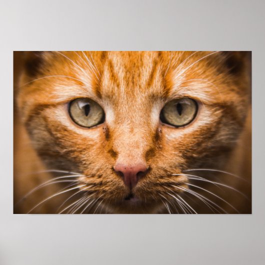 Staring Cat Poster (Vorne)