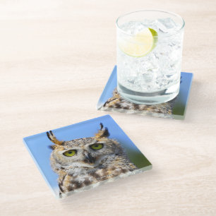 Staring Contest mit einem schönen großen Horned Ow Glasuntersetzer