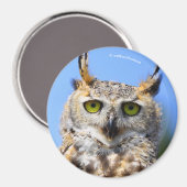 Staring Contest mit einem schönen großen Horned Ow Magnet (Vorderseite/Rückseite)