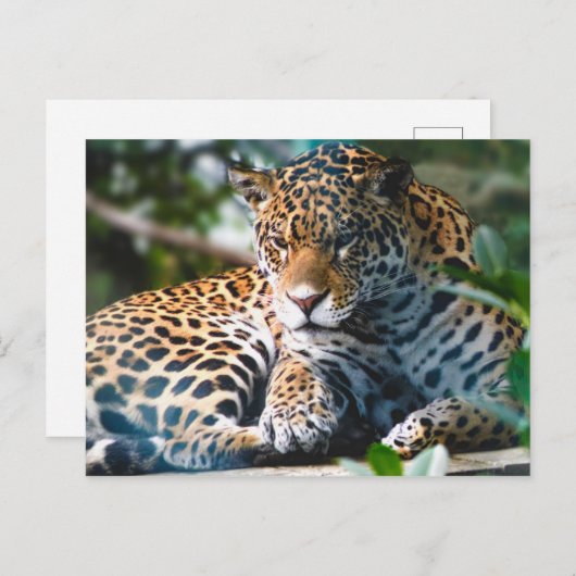 Staring Leopard Postkarte (Vorne/Hinten)