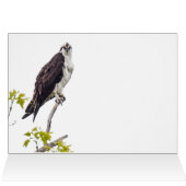Staring Osprey (Innenansicht Horizontal (Oben))
