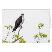 Staring Osprey (Vorderseite (Horizontal))