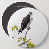 Staring Osprey Button (Vorne & Hinten)