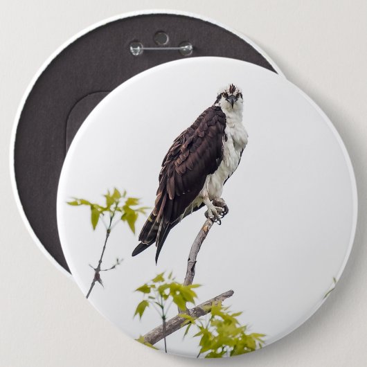 Staring Osprey Button (Vorne & Hinten)
