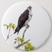 Staring Osprey Button (Vorderseite)