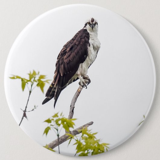 Staring Osprey Button (Vorderseite)
