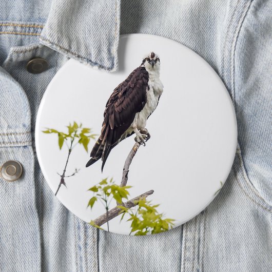 Staring Osprey Button (Beispiel)