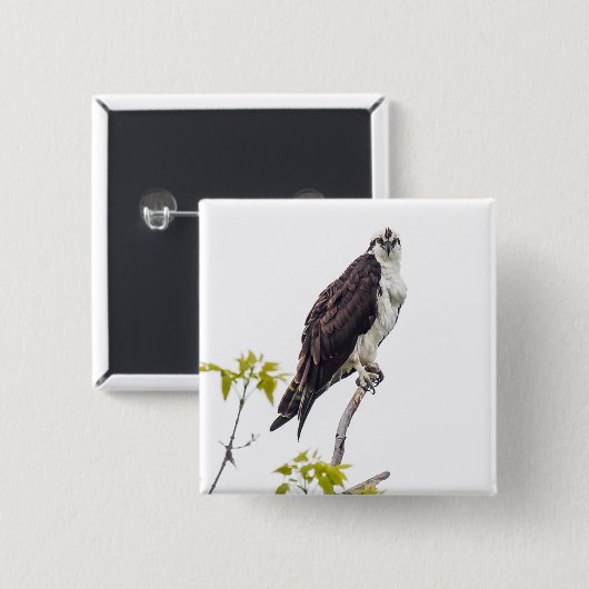 Staring Osprey Button (Vorne & Hinten)