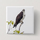 Staring Osprey Button (Vorderseite)