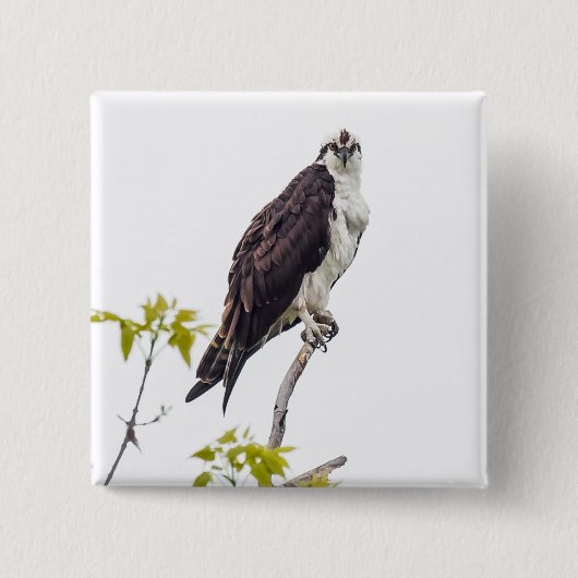 Staring Osprey Button (Vorderseite)
