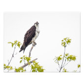 Staring Osprey Fotodruck (Vorne)