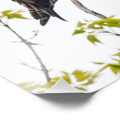 Staring Osprey Fotodruck (Ecke)